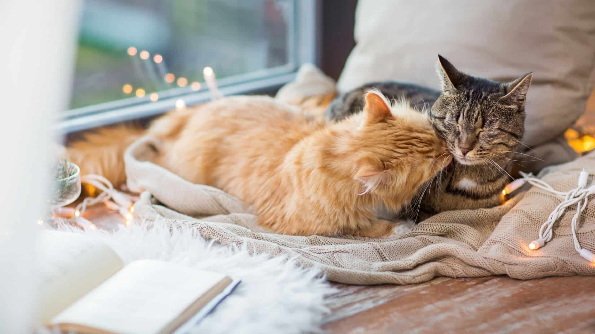 two cats in love