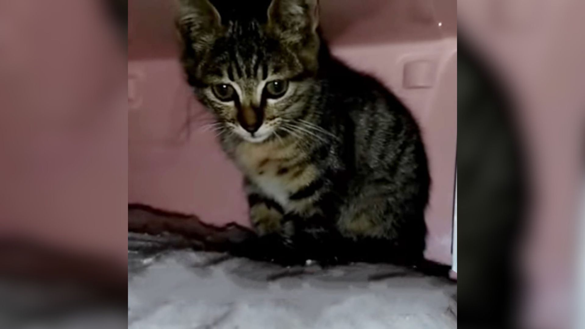 tiny-kitten-hiding-under-a-car