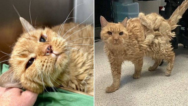 Elderly Owner Forced To Give Up His Senior Cat To The Shelter