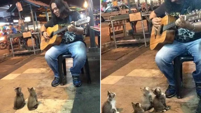 four kittens listening to music