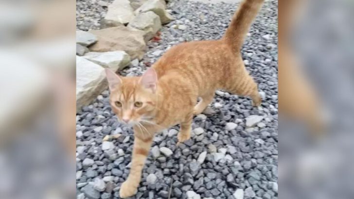 Family Cat Goes Missing, But Two Months Later Something Unexpected Happens