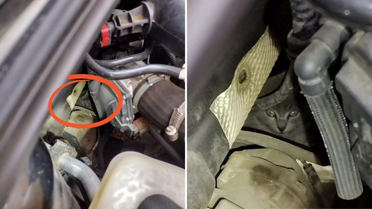 Family’s Road Trip Interrupted By Mysterious Cries Under The Hood