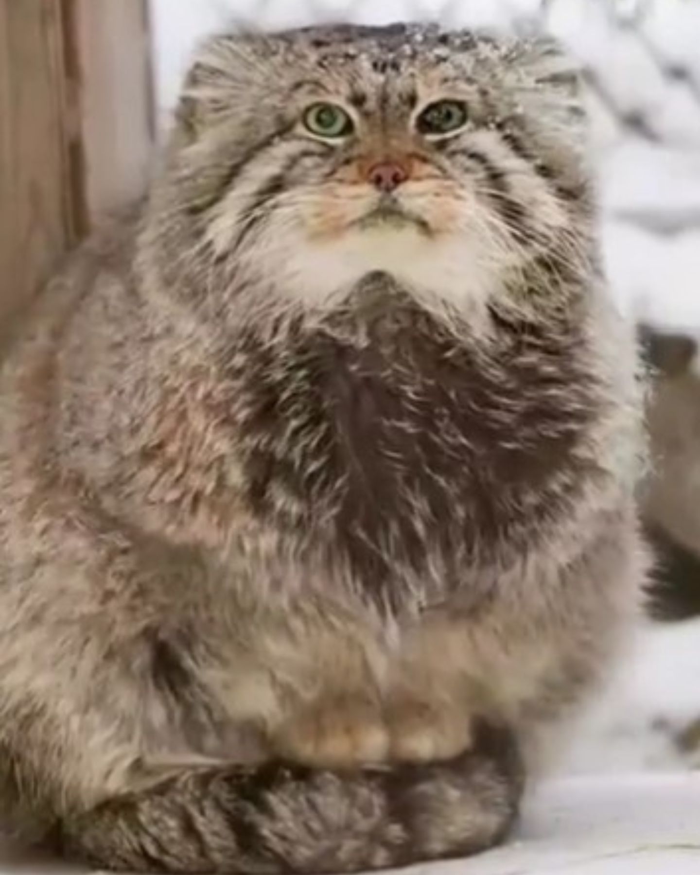 Fat Pallas cat