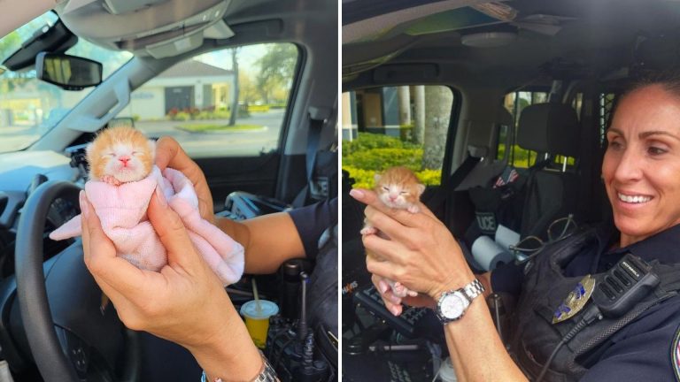 officer holding a kitten in a car