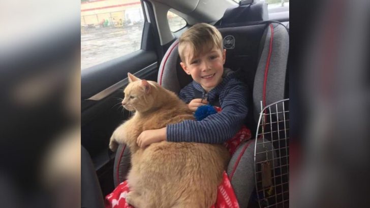 Fortune Smiled Upon This Giant Shelter Cat After Meeting A Boy Who Fell In Love With Him