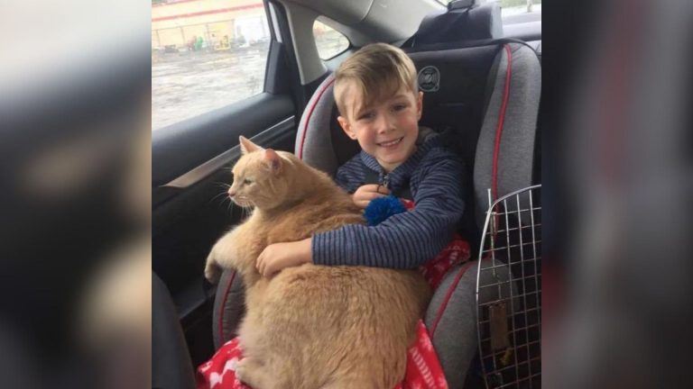 giant-ginger-cat-and-boy