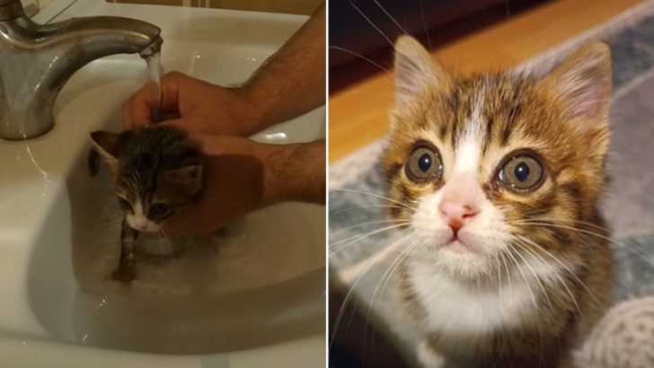 Freezing Kitten Crying For Help Gets Rescued From The Cold Streets (PART 2)
