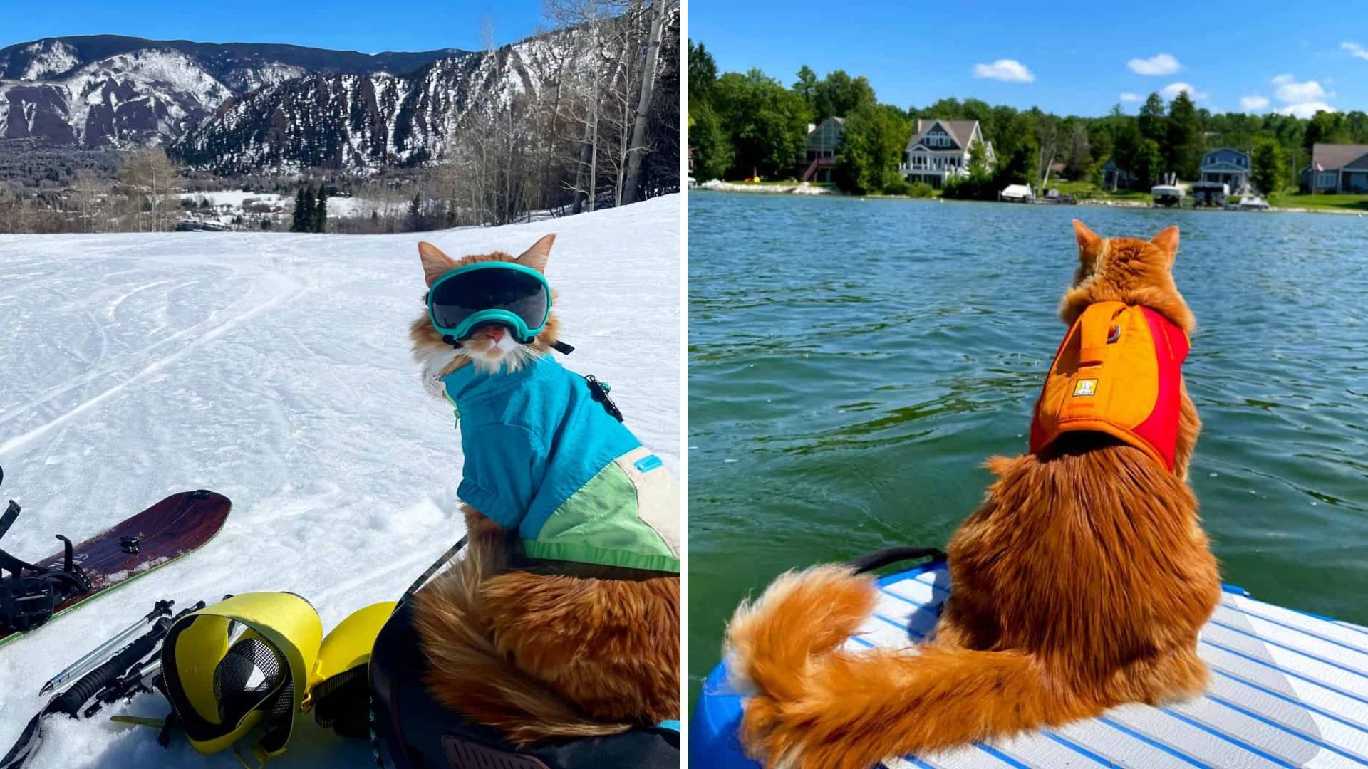 ginger cat skiing and swimming