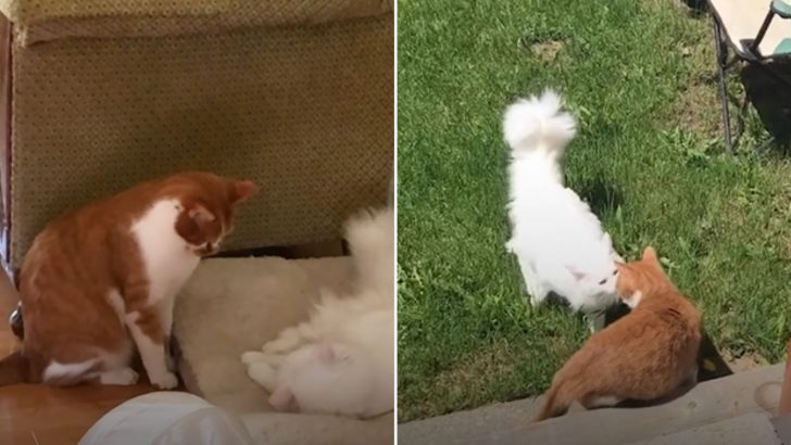 Ginger Cat Copes With Unrequited Love While The Other Cat Plays Hard To Get