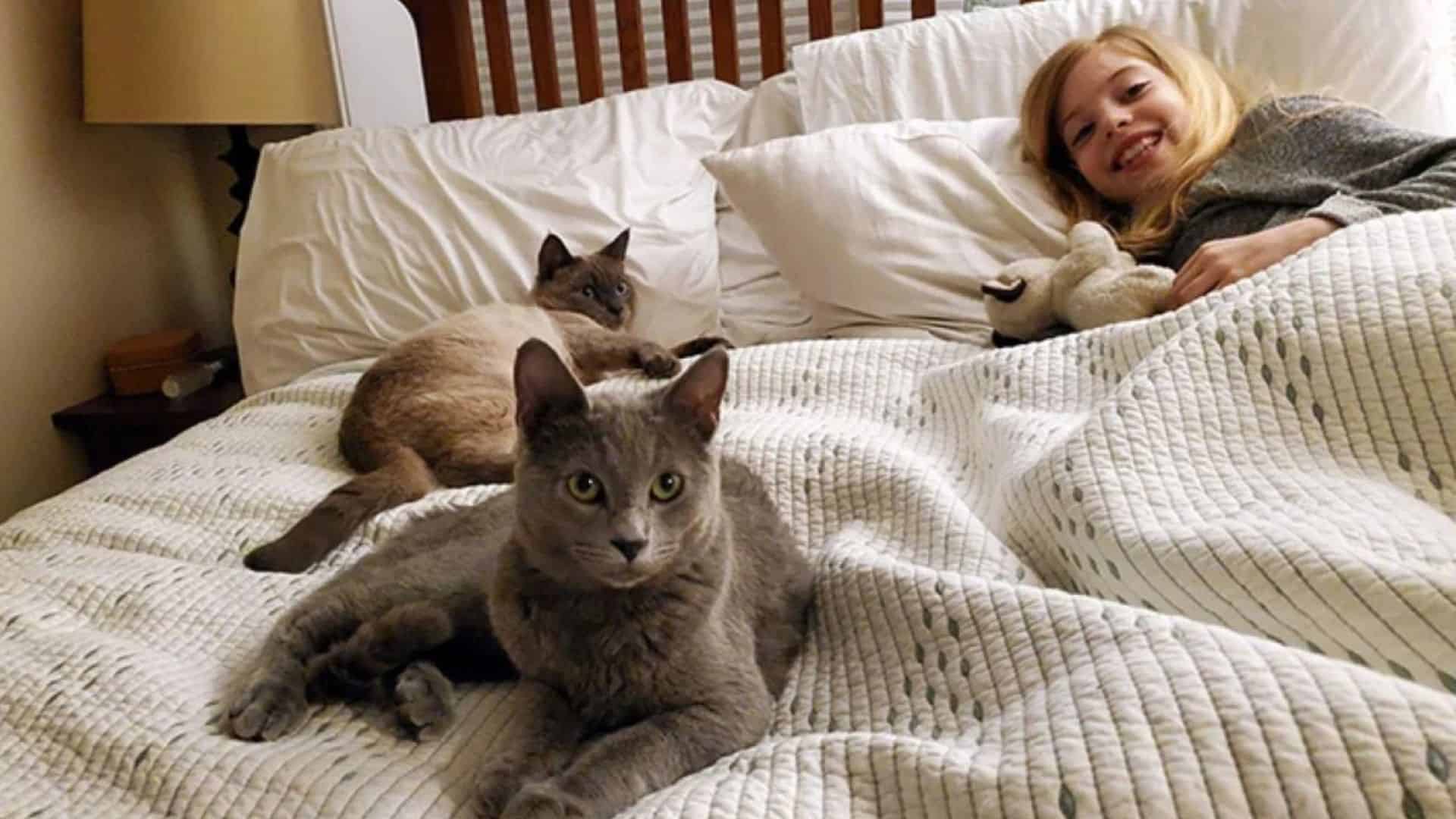 two cats lying in bed