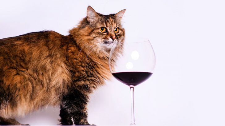 Grab Your Glass, It’s Time To Celebrate “National Drink Wine With Your Cat Week”