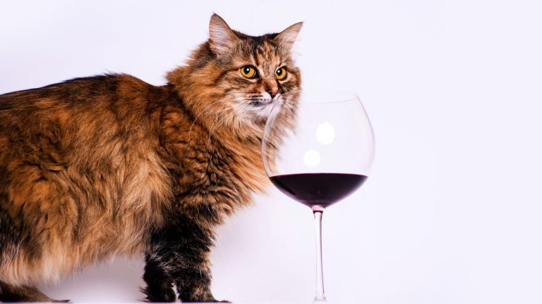 Grab Your Glass, It’s Time To Celebrate National Drink Wine With Your Cat Week