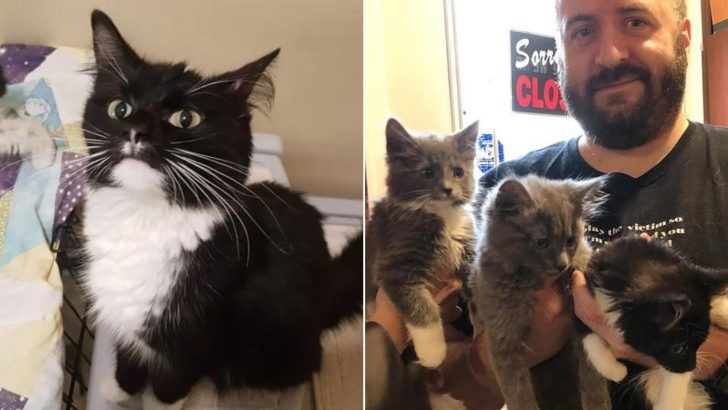Guy Goes To Adopt A Cat And Her Kitten But Ends Up Adopting The Entire Litter