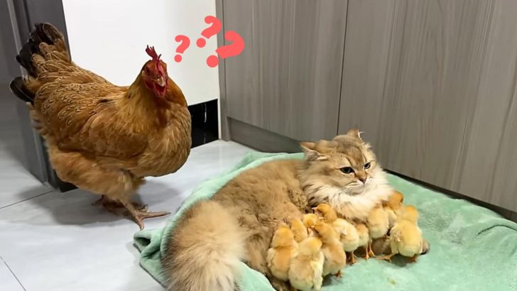 Hen Catches Cat Cuddling With Her Chicks And Ushers Her To Move (VIDEO)