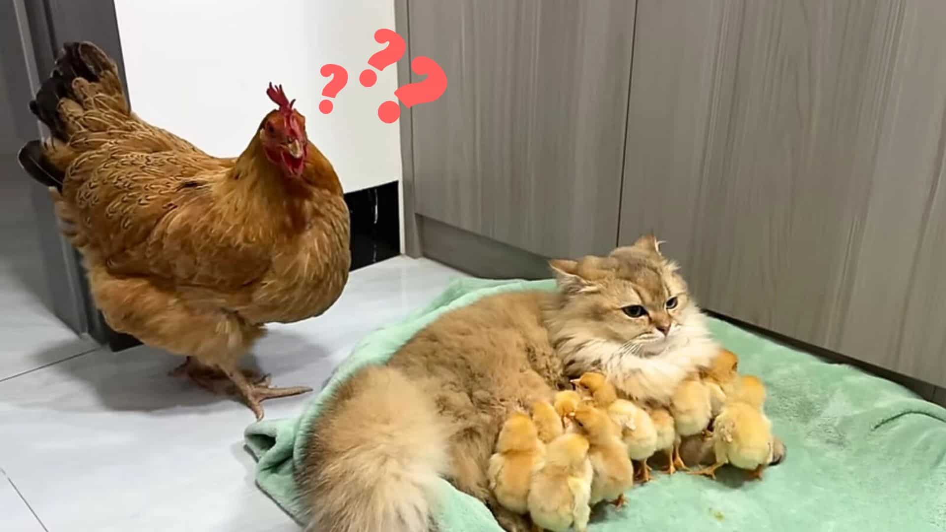 hen catches cat cuddling with her chicks