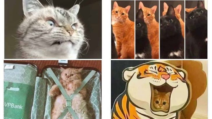 Here Are Top 10 Cat Memes That Will Surely Put A Smile On Your Face