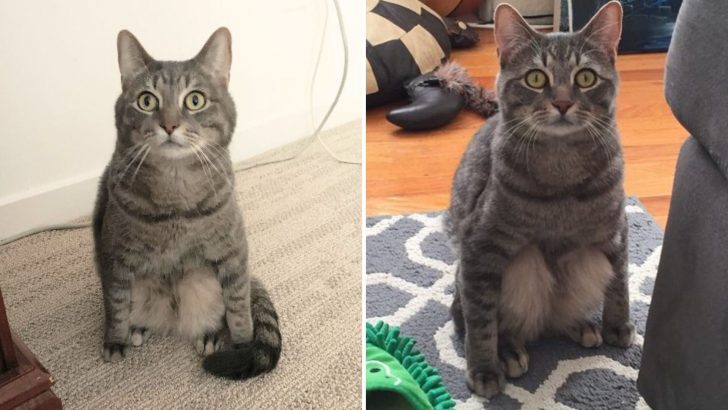 Adopted Stray Cat Surprises New Owners With His Unusual Sitting Habits