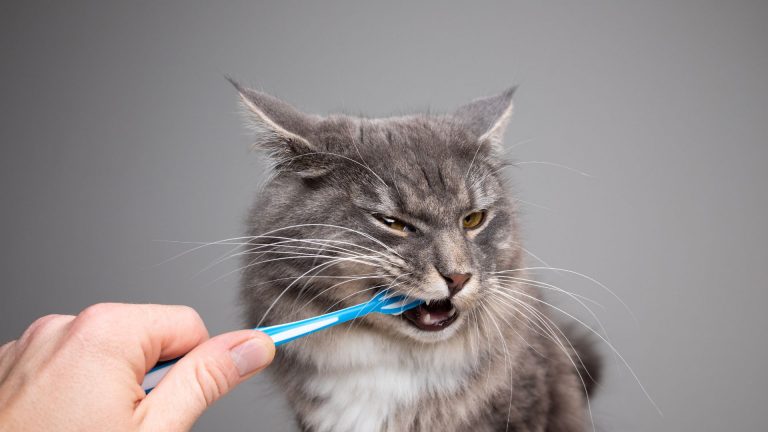 Cat and toothbrush