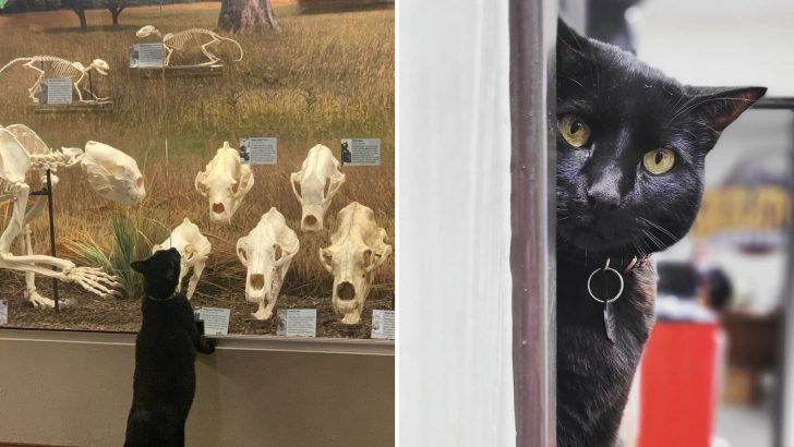 This Museum In Oklahoma City Has The Most Playful Furry Resident And You Have To Meet Him