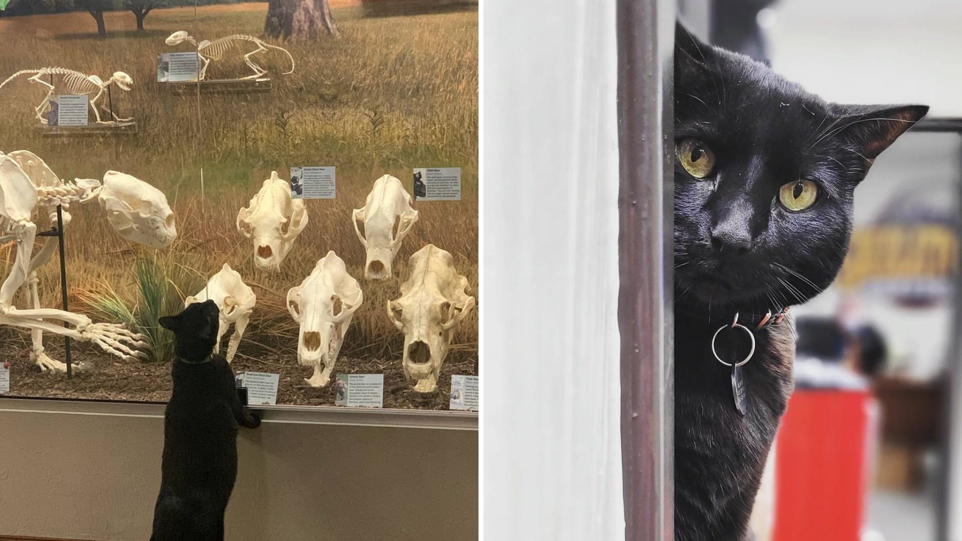 black cat in a museum