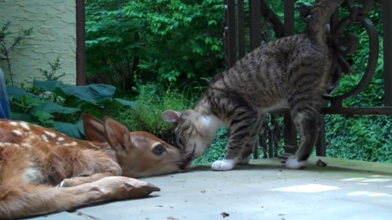 kitten meeting baby deer