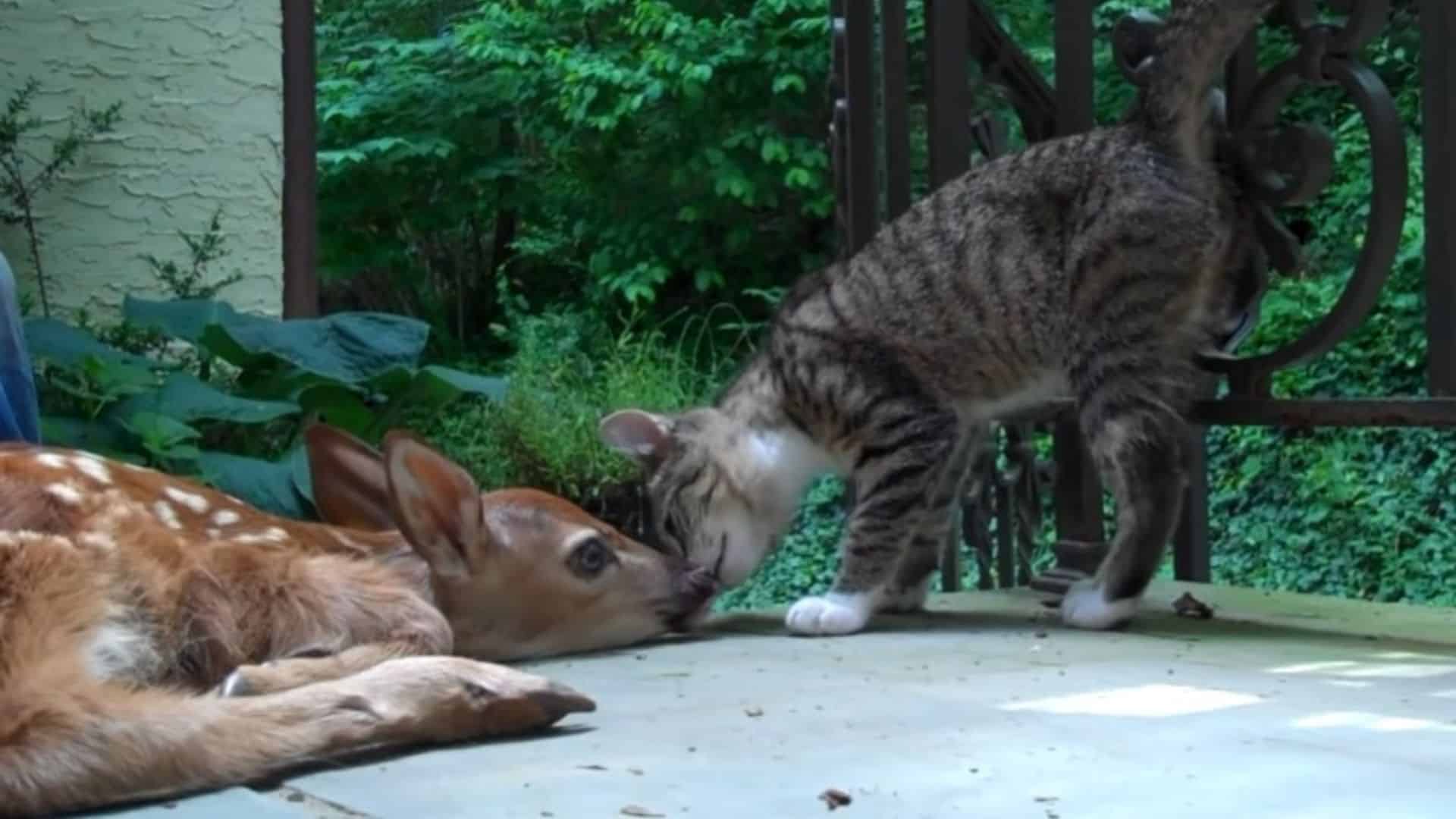 kitten meeting baby deer