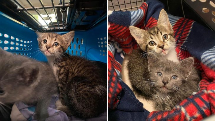 Kitten Siblings Crying For Their Missing Mama Get Rescued