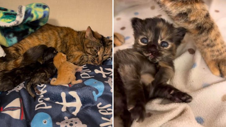 Mama Cat Gave Birth In A Car To Three Fragile Kittens, And Sadly Only One Survived