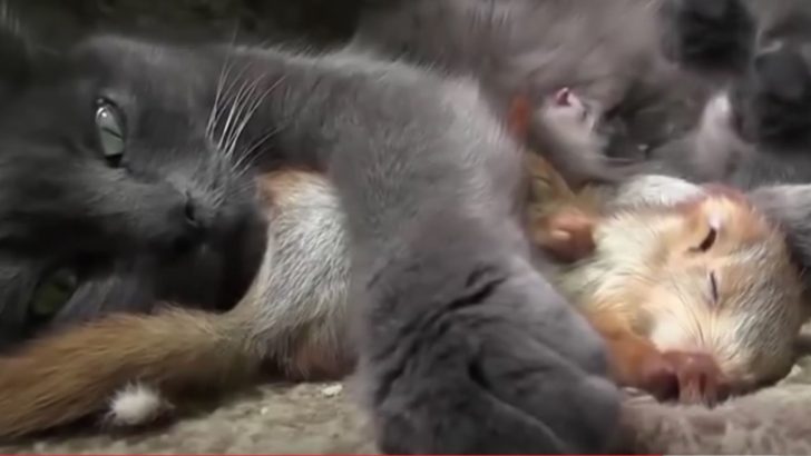 Man Brings A Nest Of Baby Squirrels To A Mama Cat And She Adopts Them