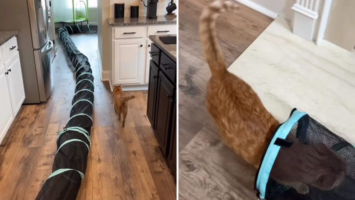 Man Made His Cat The World’s First 100-Foot-Long Cat Tunnel That Spans Throughout His House