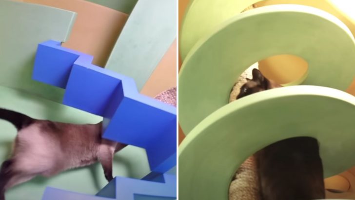 Man Spends $50K To Transform His House Into A Playground For His Cats