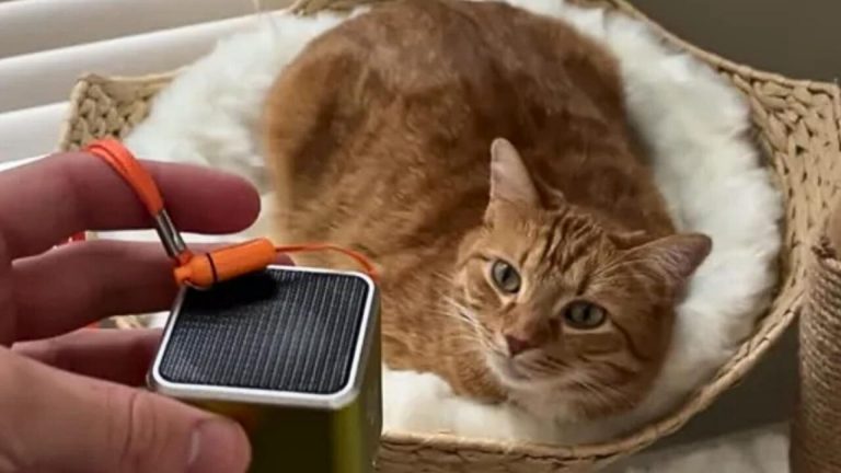 Ginger cat and speaker