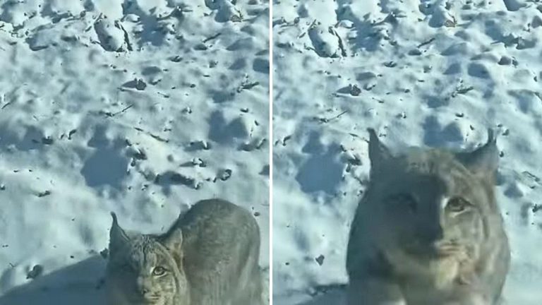 a lynx leaps at a man's truck