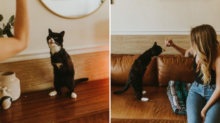 Meet Rexie Roo, The Cat Living His Best Life On Two Legs