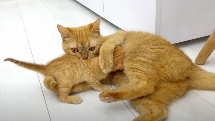 Mother Cat Punishes Her Kittens For Fighting With Each Other