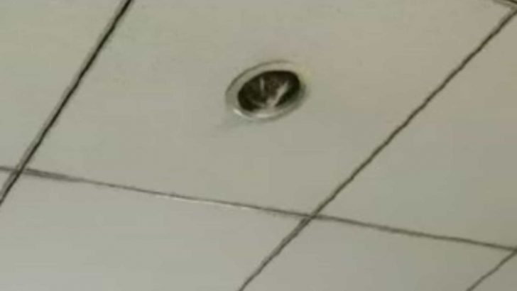 Office Workers Stunned After Realizing Someone Was Spying On Them From The Ceiling