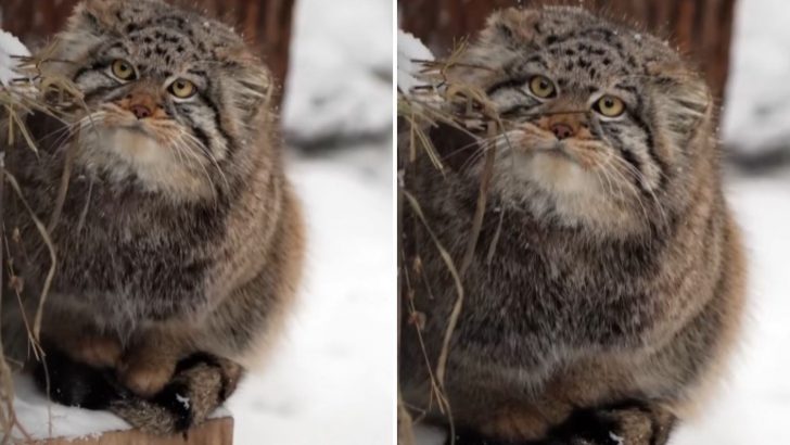 Oh No! Pallas’s Cats Get A New Status As Near Threatened