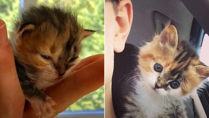 Former Seattle Marine Finds Orphaned Kitten In Dire Straits And Changes Her Life Forever