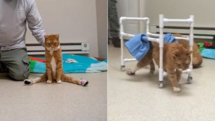 Paralyzed Cat Makes His First Steps After A Car Crush Left Him With A Broken Back