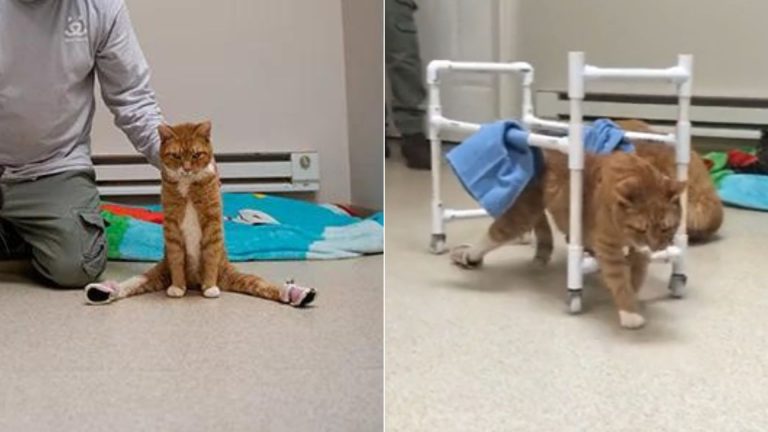 paralyzed cat walking