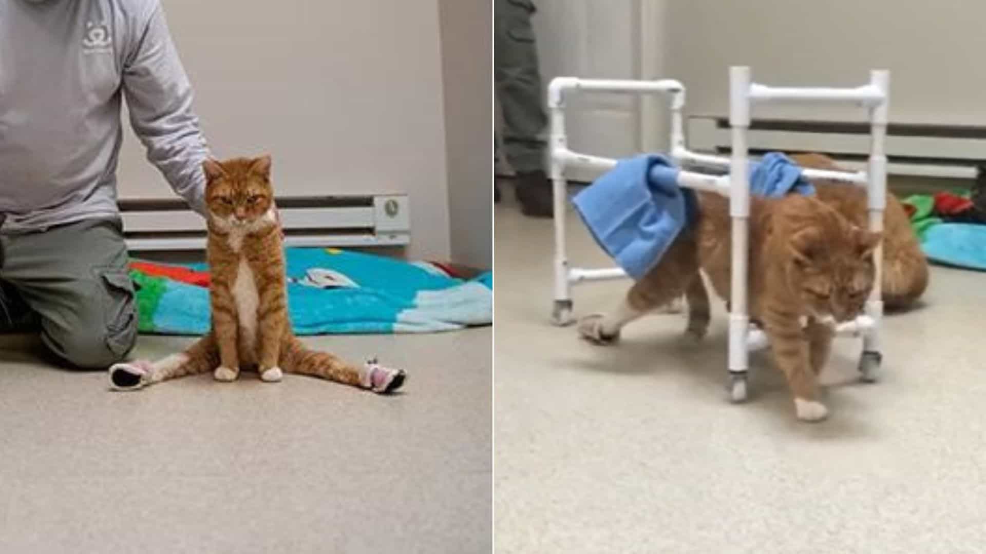 paralyzed cat walking