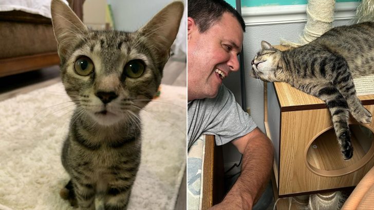 After Being Repeatedly Returned To The Shelter, Fortune Finally Smiles Upon This Cat