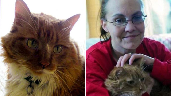 This Heroic Ginger Cat Saves His Owner’s Life Just Hours After Being Adopted