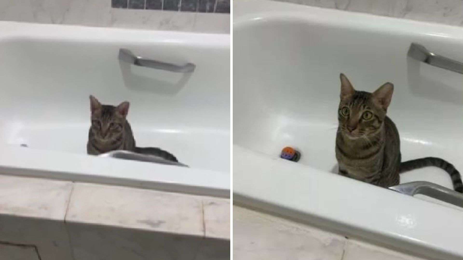 cat in a bathtub