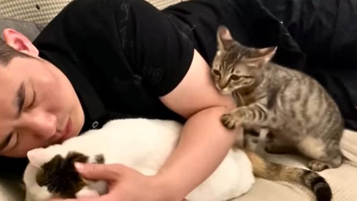 Rescue Cat Asks Its Owner For Some Love: “Can You Hug Me Too?”