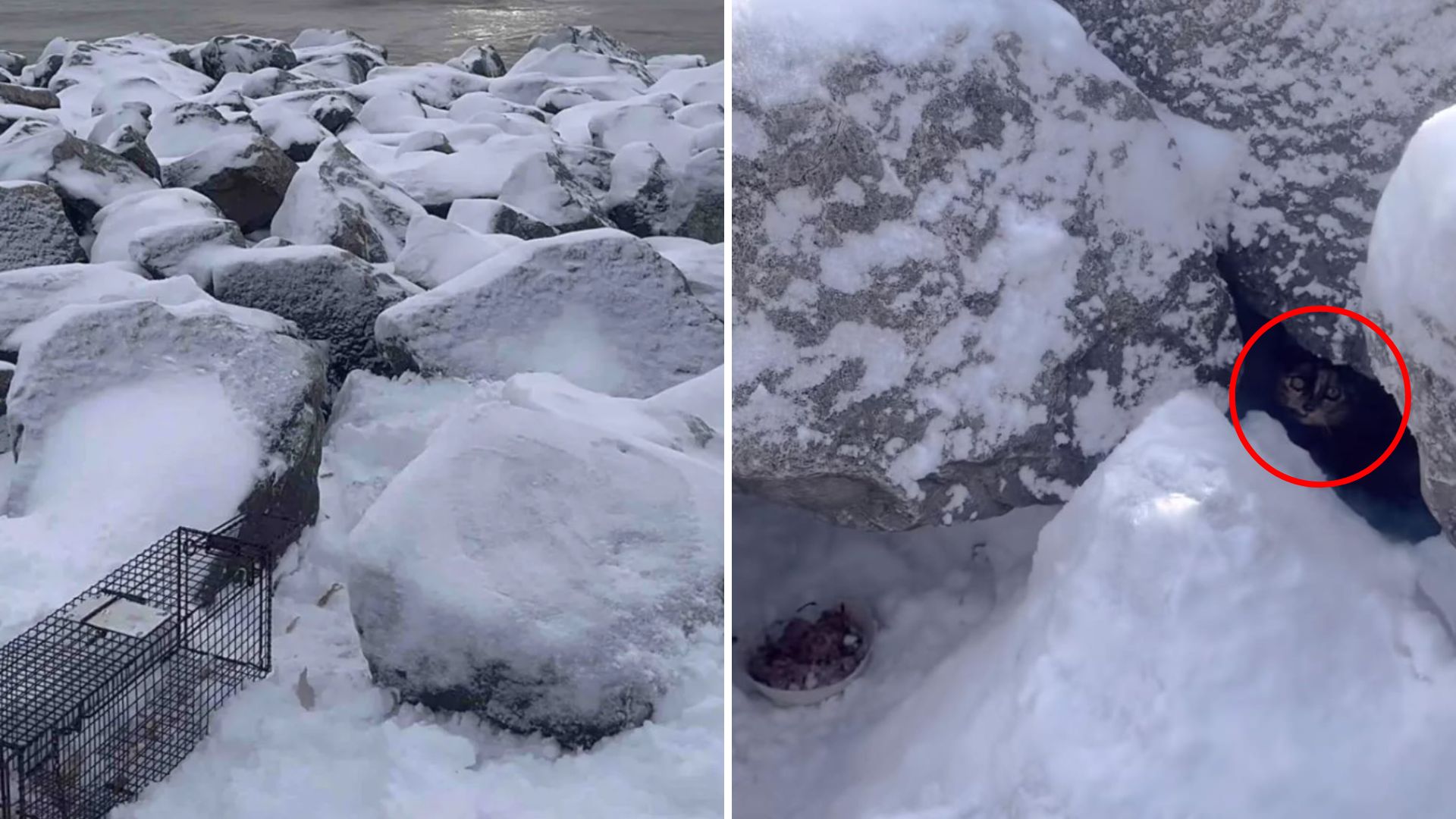 frightened cat in snowy rocks