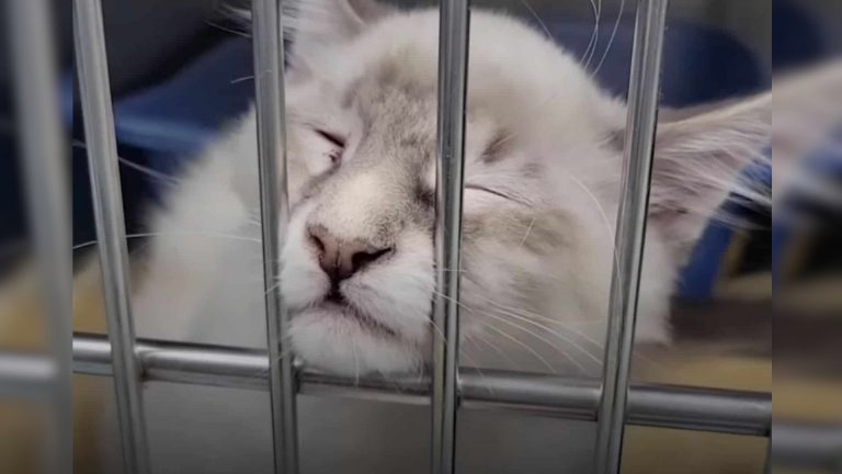 sad cat behind bars