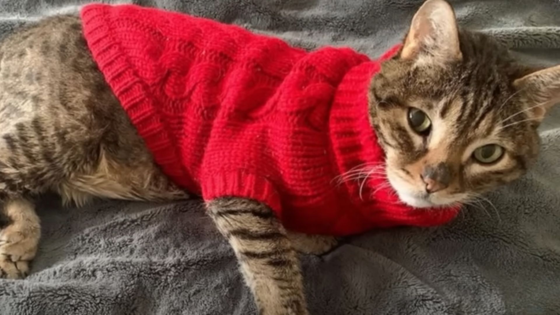 cat adores her sweater