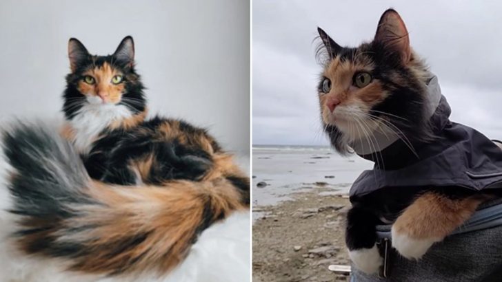 Rescued Calico Cat Has The Most Special Meow That’ll Instantly Melt Your Heart