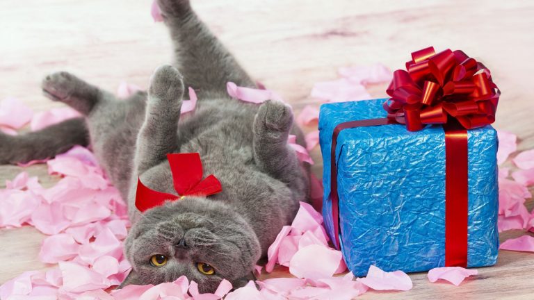 Spoil Your Feline This Valentine’s Day With These 8 Amazing Gifts